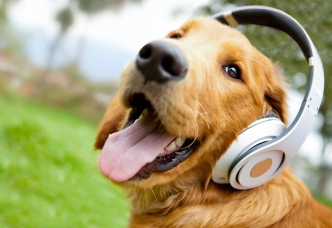Dogs and Fear of Noise: Calming Your Dog with Steps