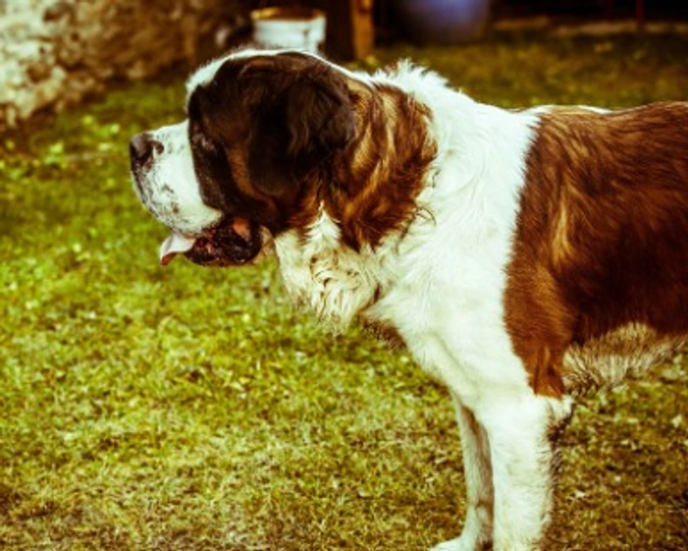 I cani più grandi del mondo. Giganti? Quali sono i cani giganteschi?