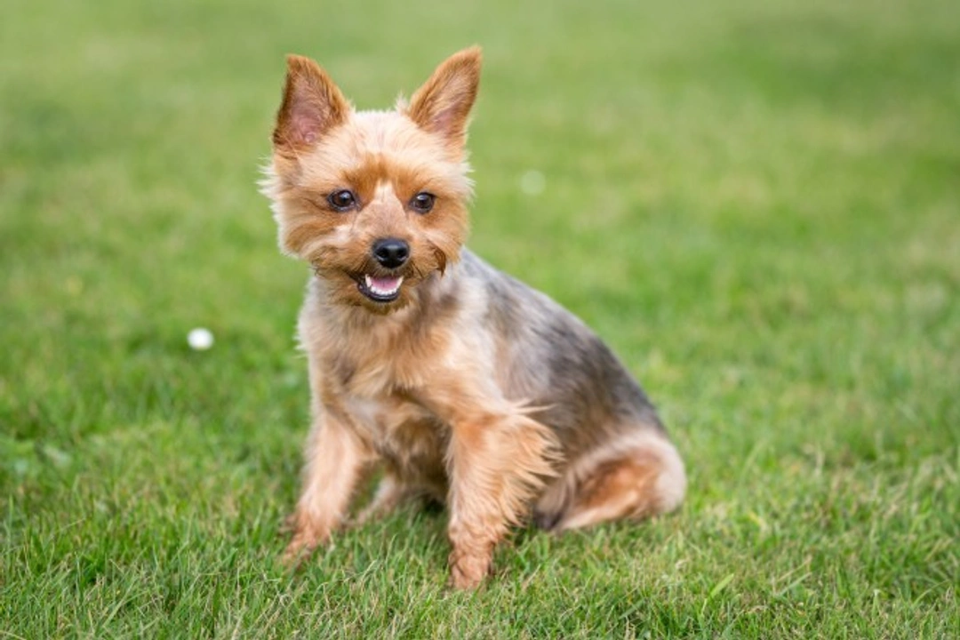 Yorkshire Terrier Health Testing and Genetic Diversity Guide