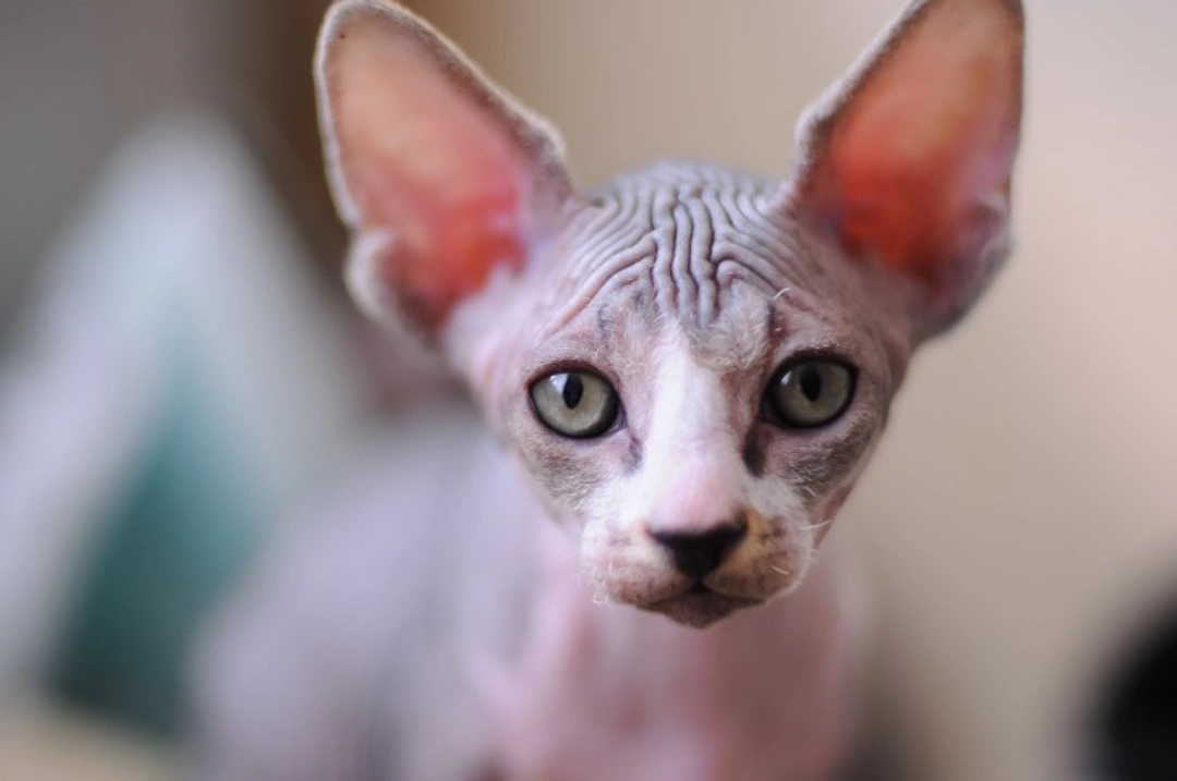 Hints On Showing Sphynx Cats: Grooming & Presentation Tips