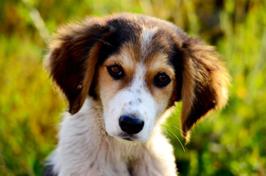 How Long Post-Exposure Is Your Dog At Risk of Parvovirus?