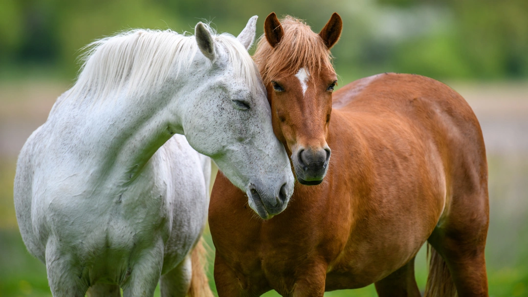 Kvarka hos häst: Orsaker, symptom och förebyggande åtgärder