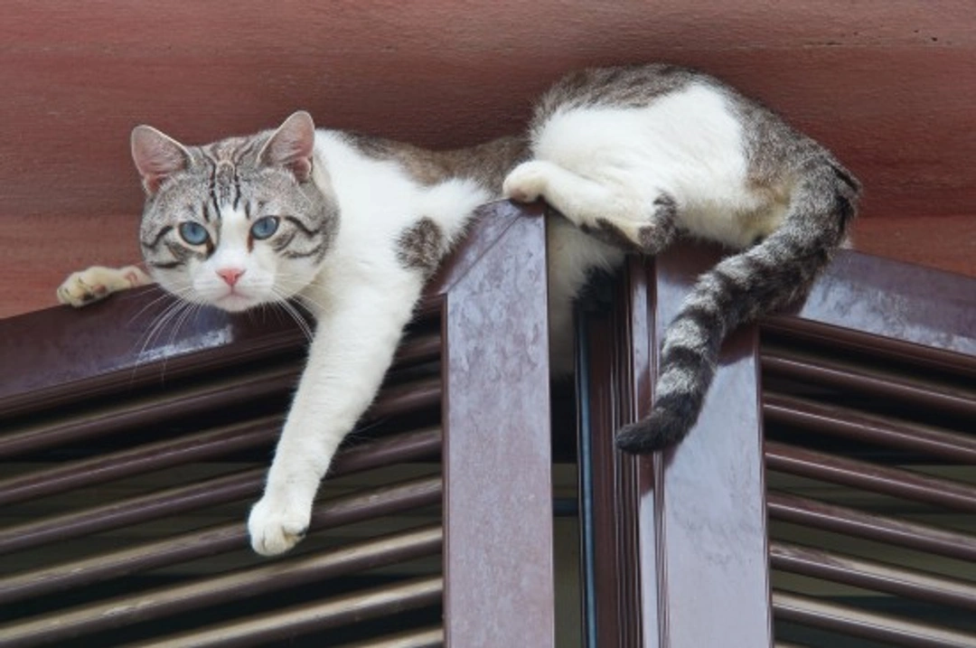 The Secrets Behind a Cat's Agility: 7 Key Facts