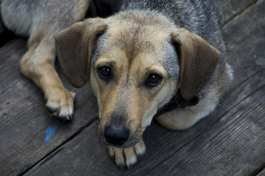 Understanding Dog Abuse: Signs, Effects, and What You Can Do