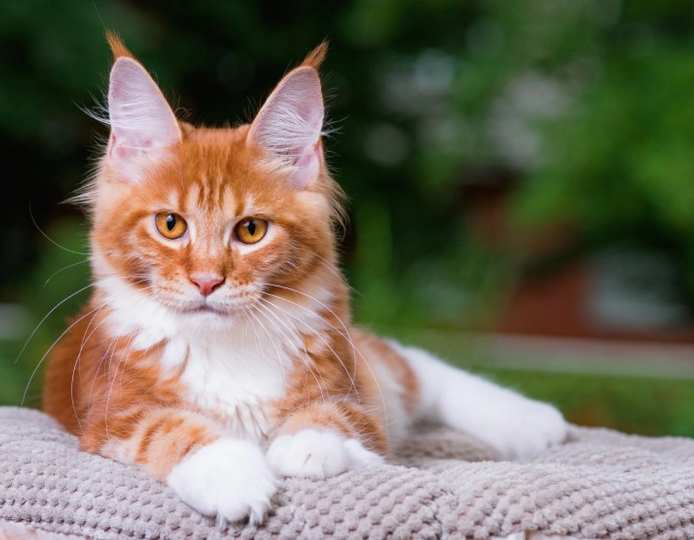 Can Vaccinations Be Harmful to Cats? Understanding the Risks