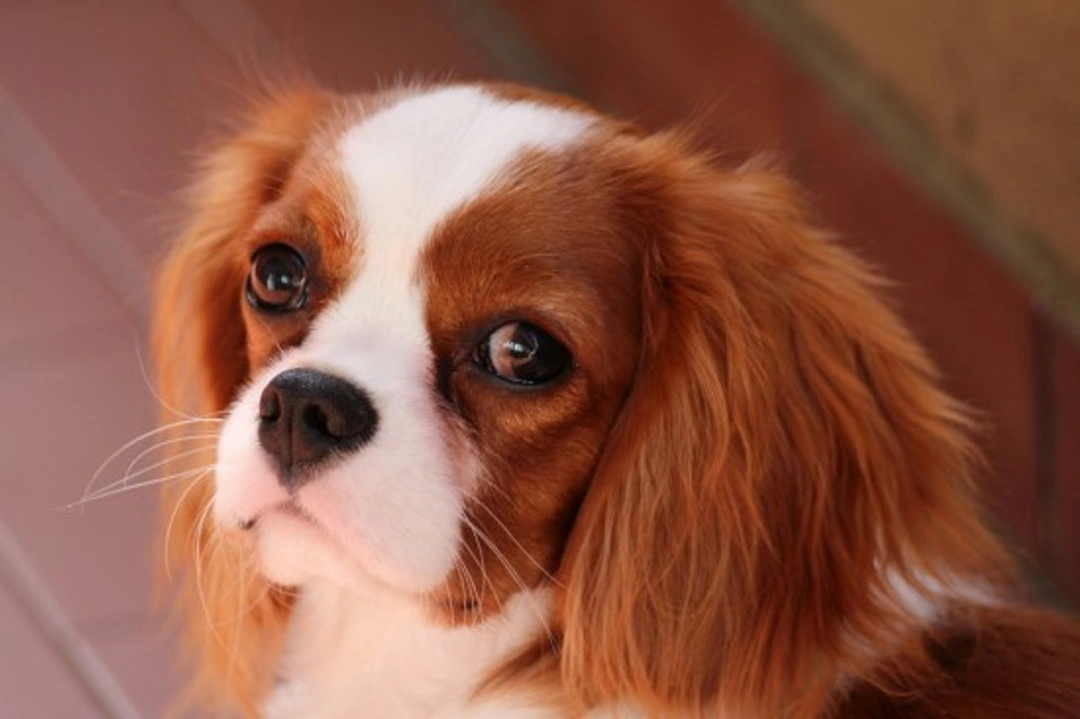 Syringomyelia in Cavalier King Charles Spaniels: What You Need to Know