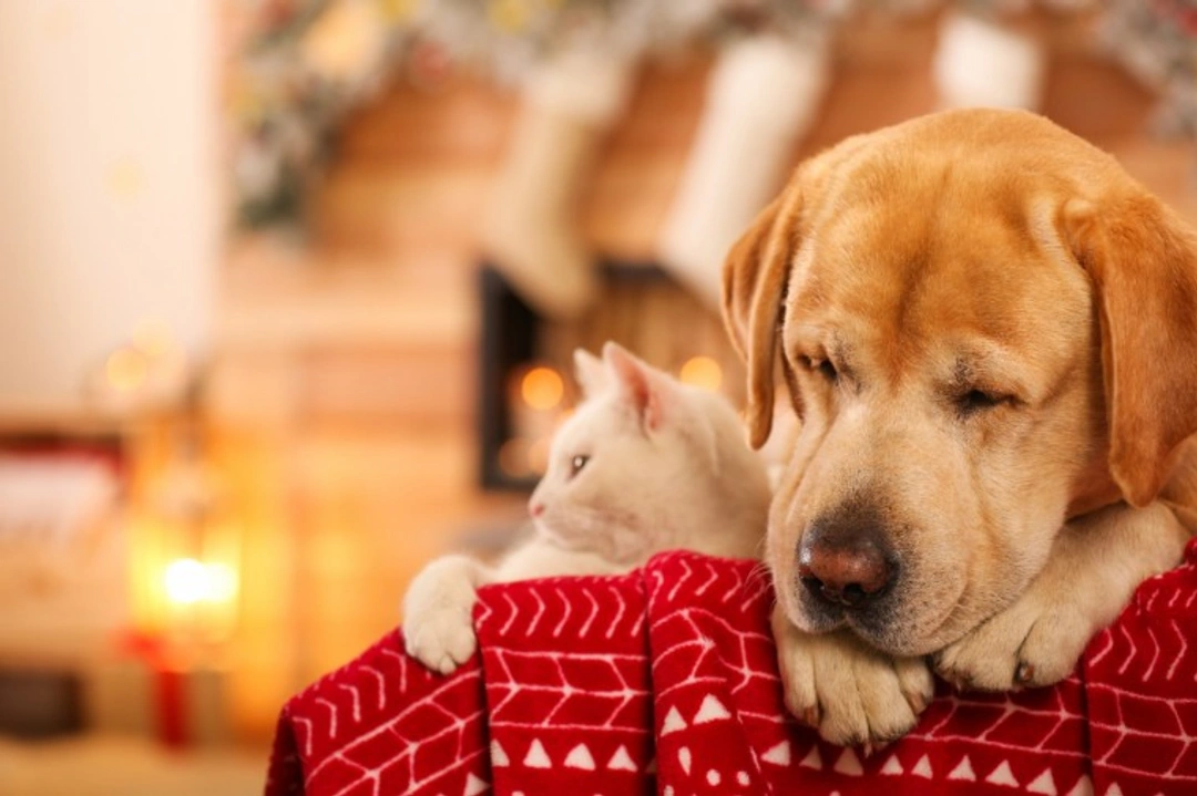 How to Tell If Your Dog Is Happy and Relaxed on New Year’s Eve