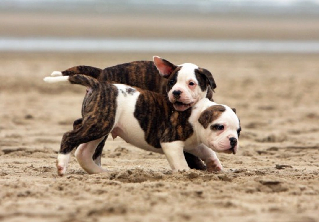 How to Tell a Play Dog Fight From a Real Fight