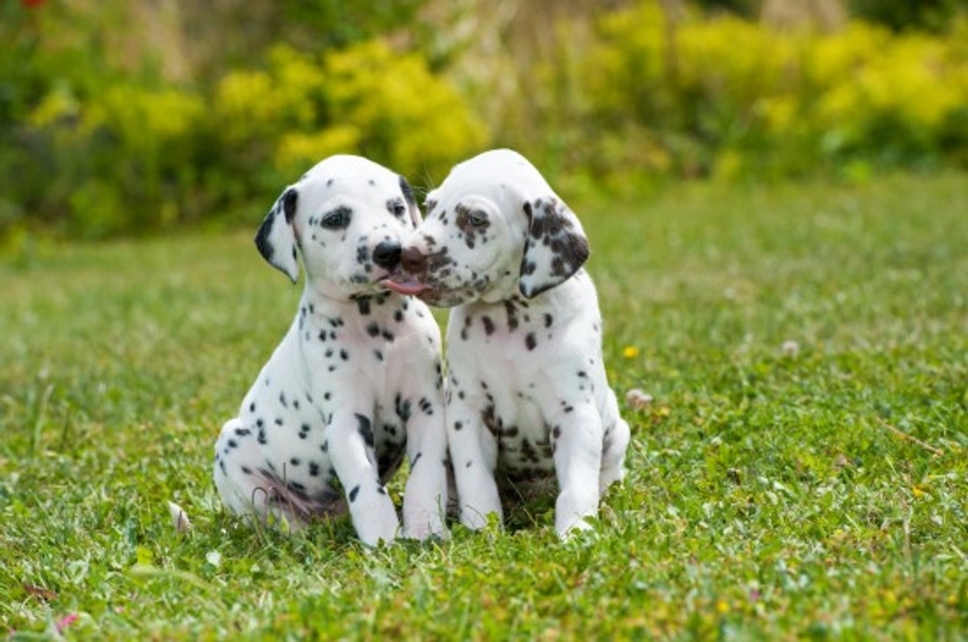 Urinary Tract Problems in Dalmatians: Causes & Prevention