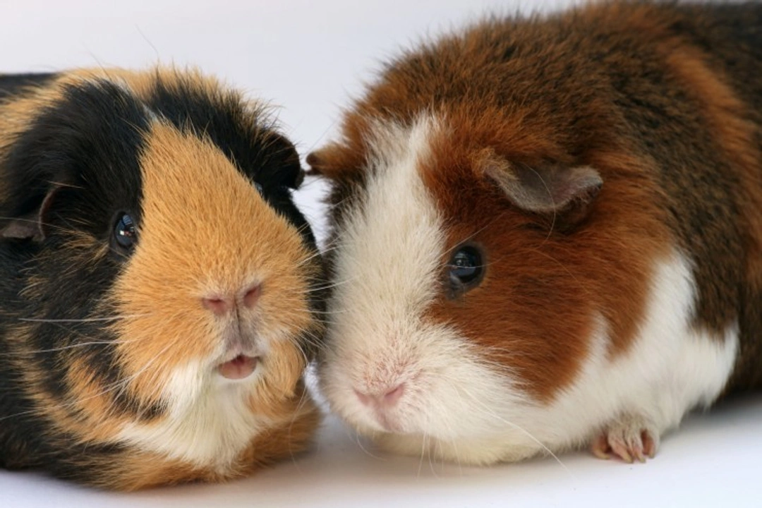 Best Rodent Pets in the UK: Find Your Perfect Match