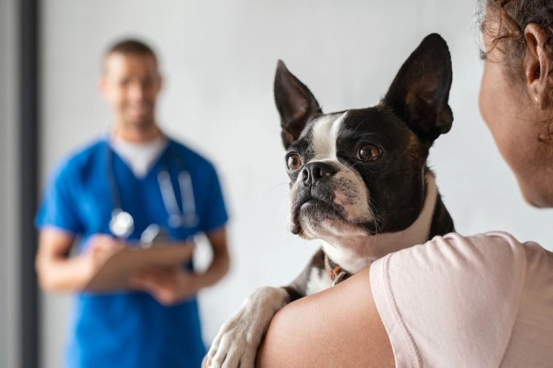 Dog Vet Care During Social Distancing: What’s Allowed in 2025