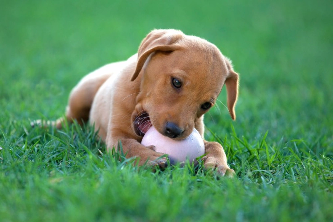 Top 14 Playful Dog Breeds for Active Families