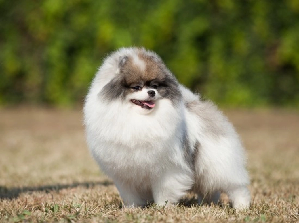 Hoe herken je een betrouwbare hondenfokker?