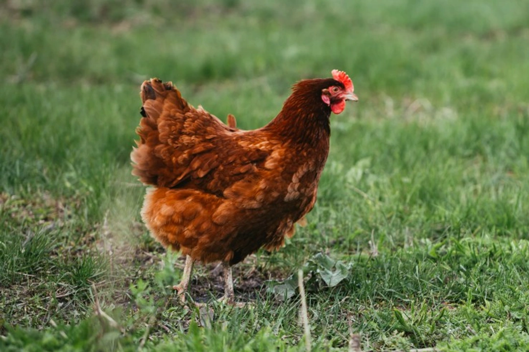 Six Easy Steps to Keep Your Chickens Healthy and Happy