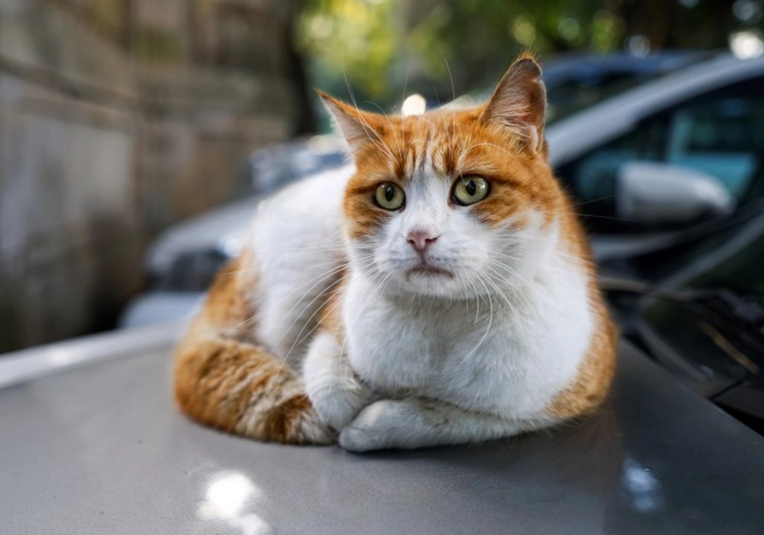 10 Essential Tips for Stress-Free Cat Car Journeys
