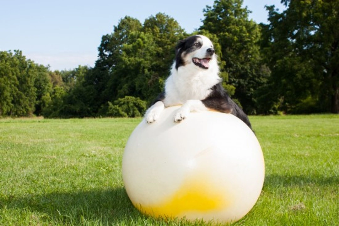Try Treibball: An Exciting New Dog Sport for All Breeds