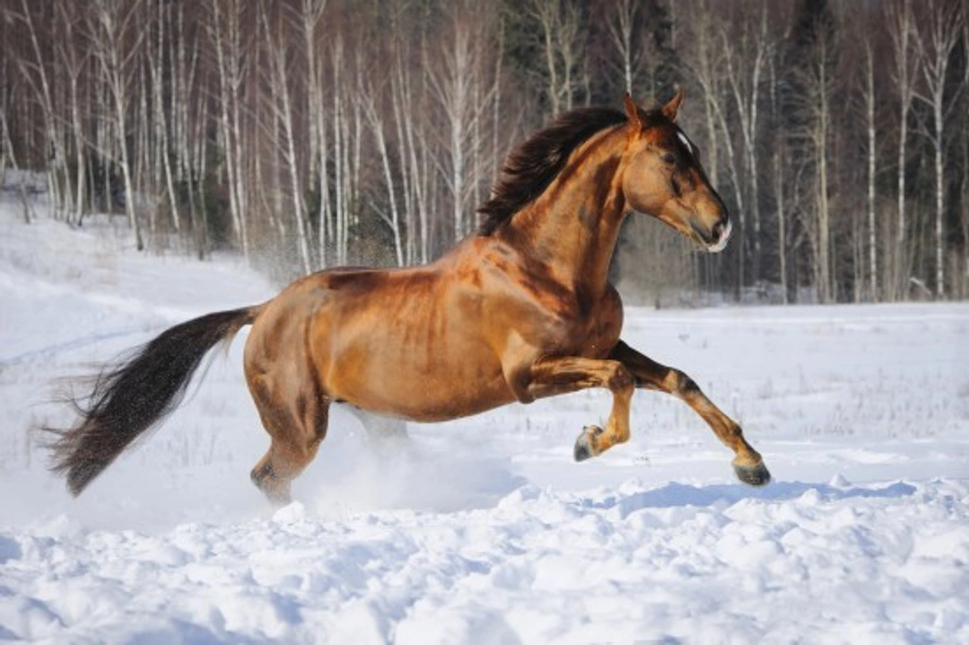 Comprehensive Guide to Caring for Horses in Colder Weather