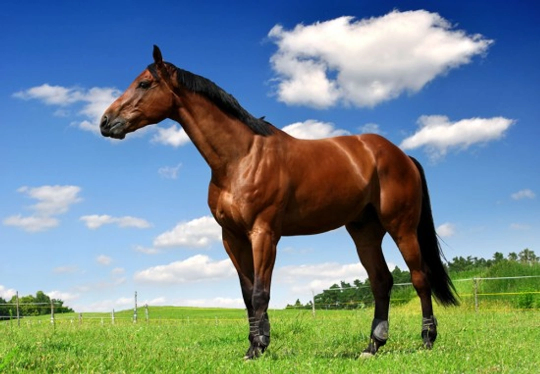 Choosing the Right Horse Insurance: A 2025 UK Guide