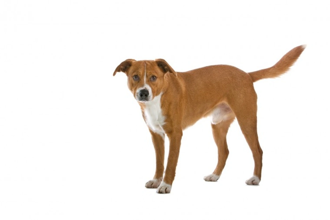 Is the Austrian Pinscher a Good Choice of Pet?