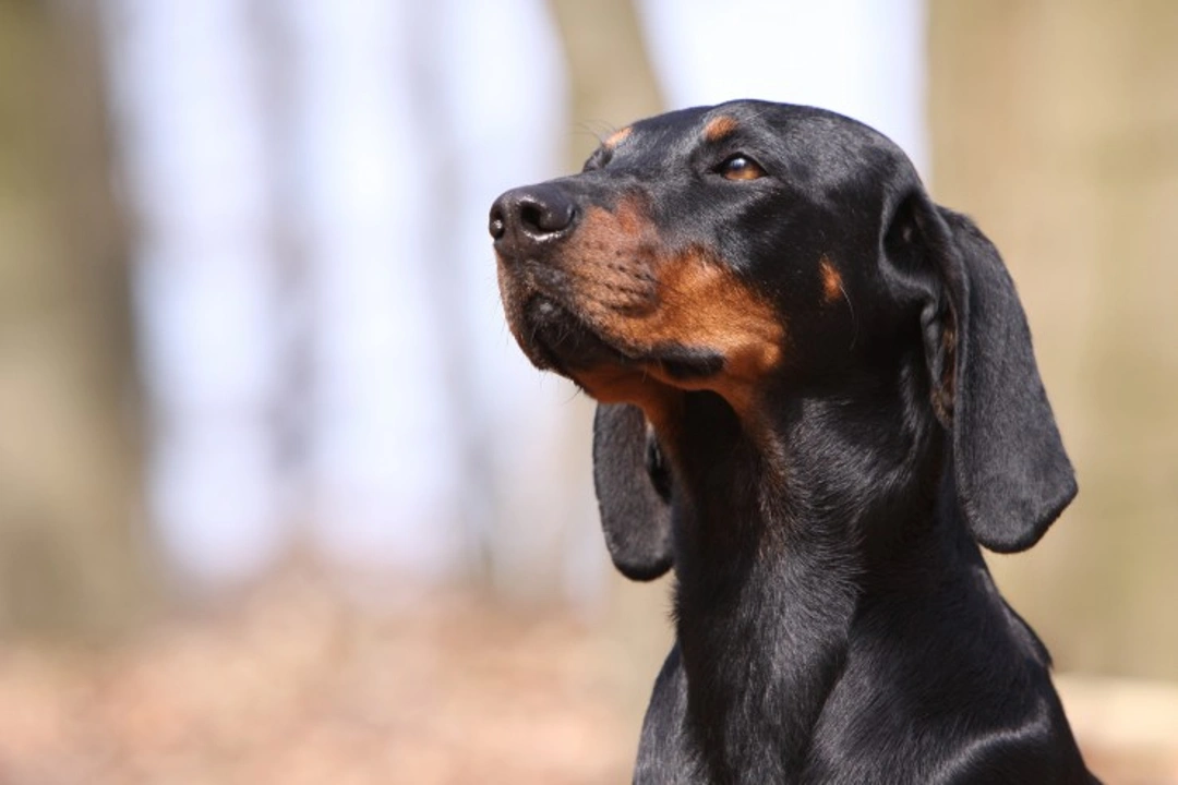 Austrian Black and Tan Hound: Unique Look & Loving Temperament