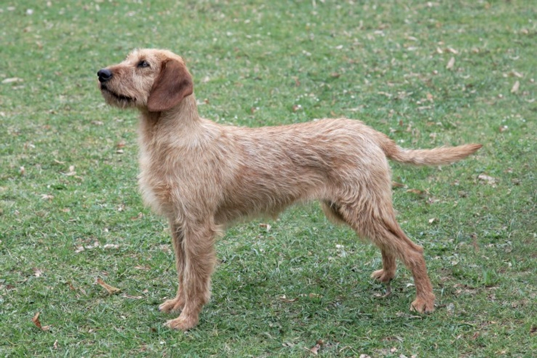 Complete Guide to the Styrian Coarse-haired Hound
