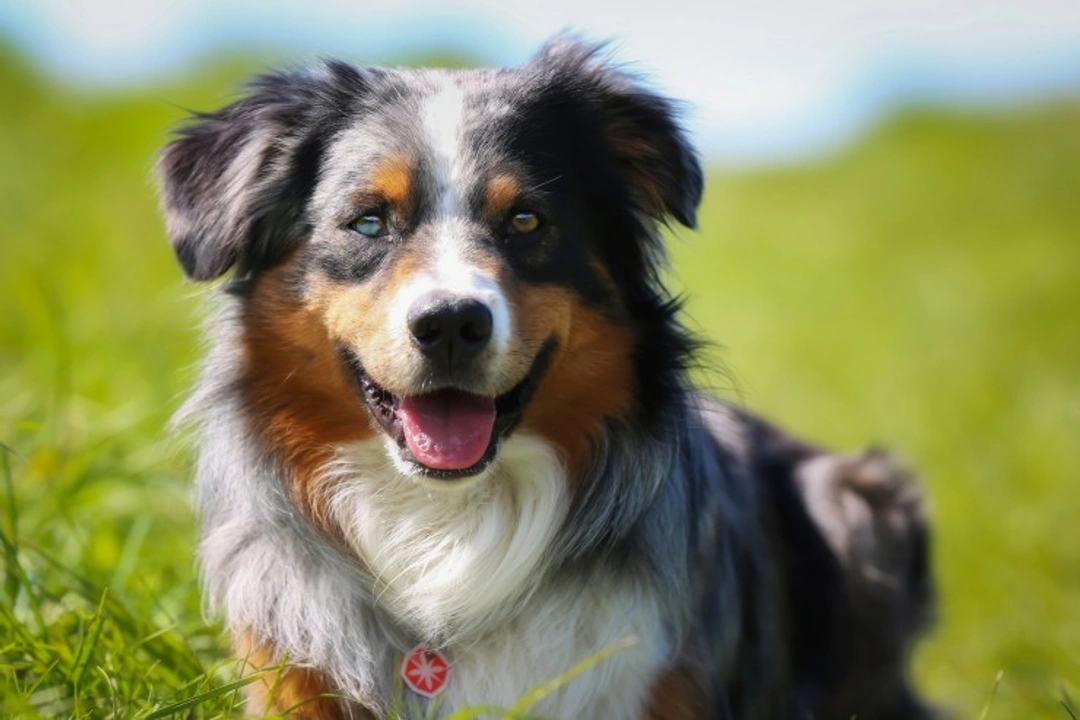 Traits to Look For in a Family Dog: A 2025 Guide