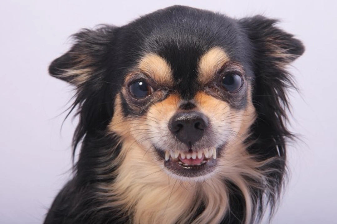 How to Handle an Aggressive Chihuahua: Expert Step-by-Step Guide