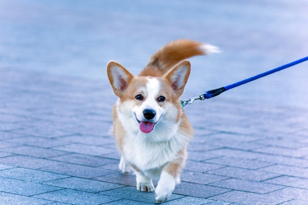 Dog Walking Safely During Self-Isolation: Avoid Contact Tips