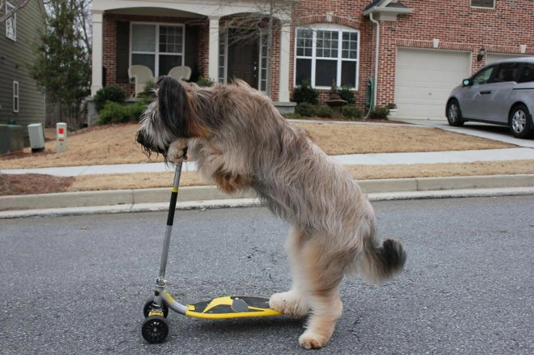 10 Guinness World Record Holding Dogs with Amazing Talents