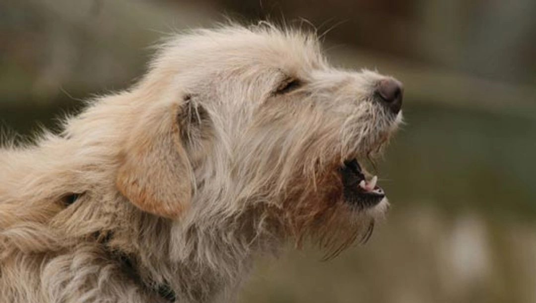 Hond blaft veel te vaak