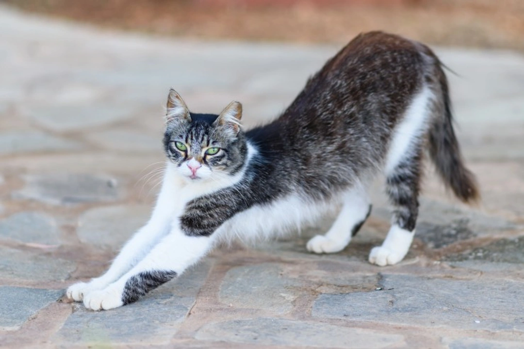 What is a Cyprus Cat? Key Facts and Care Tips