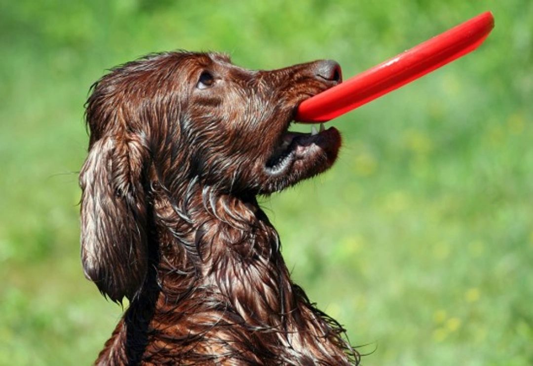 Veilige en Geschikte Speelgoedkeuze voor je Hond