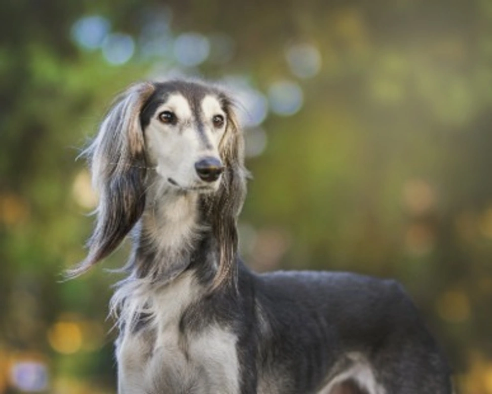 Libri sulle razze e recensioni