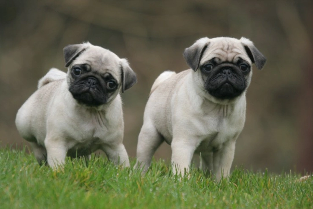 Pug Dog Encephalitis: Causes, Symptoms & Hereditary Testing