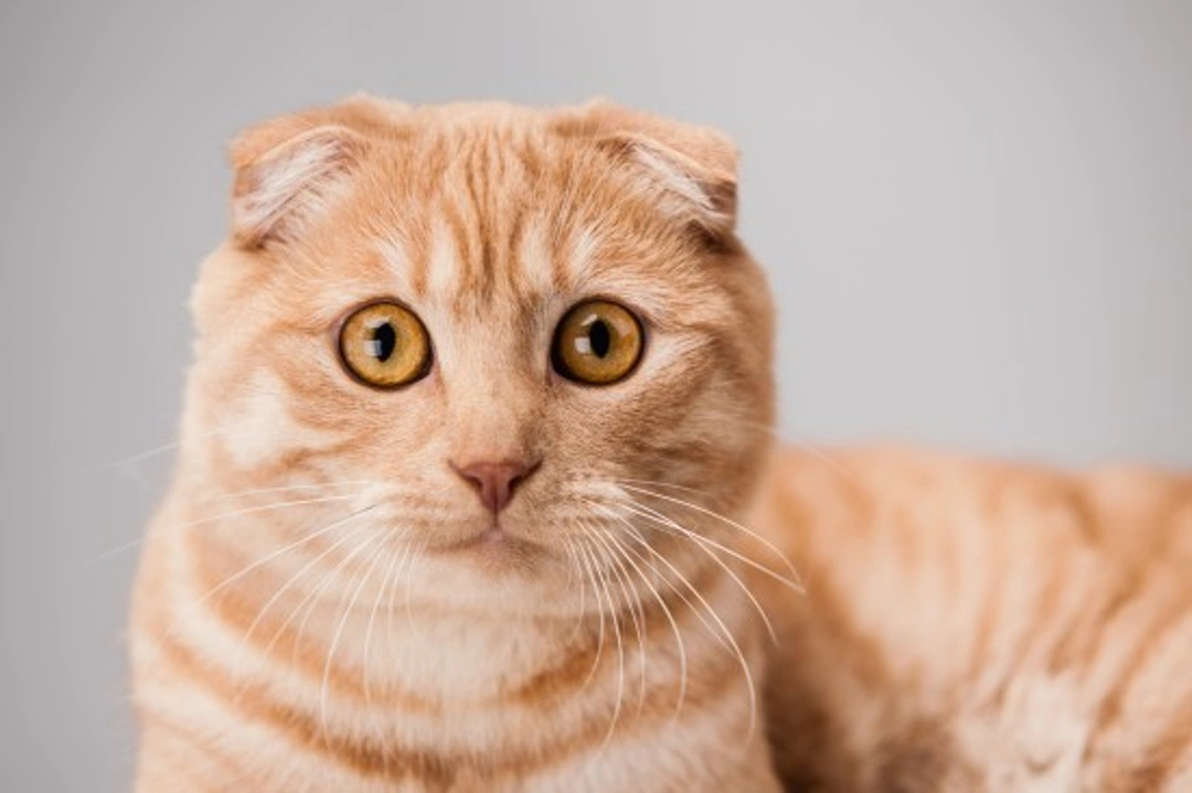 Cat Genetics Part One: Understanding What a Gene Is