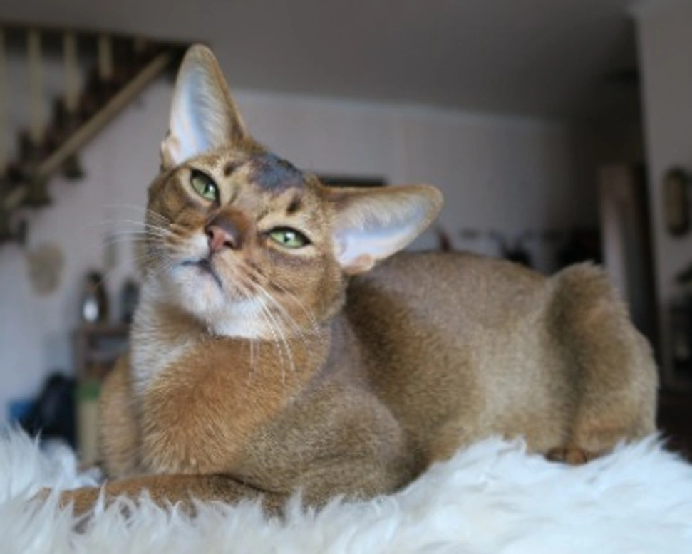 Abissino: colore del mantello, carattere e prezzo dei gattini