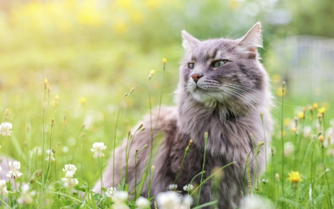 10 Essential Cat Care Tips UK Owners Must Know in 2025