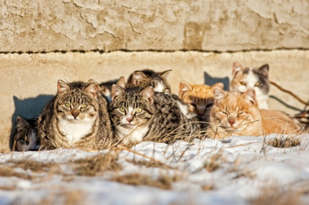 Can Feral Cats Really be Tamed? A Comprehensive Guide