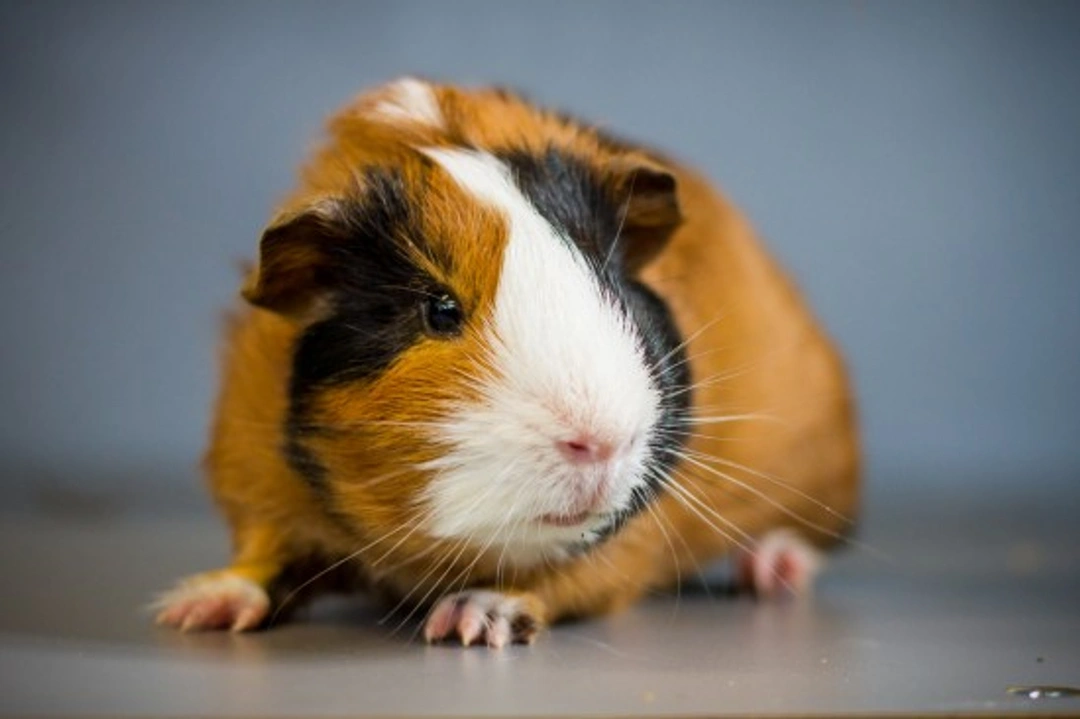 How to Keep a Healthy, Happy Guinea Pig: Complete Guide