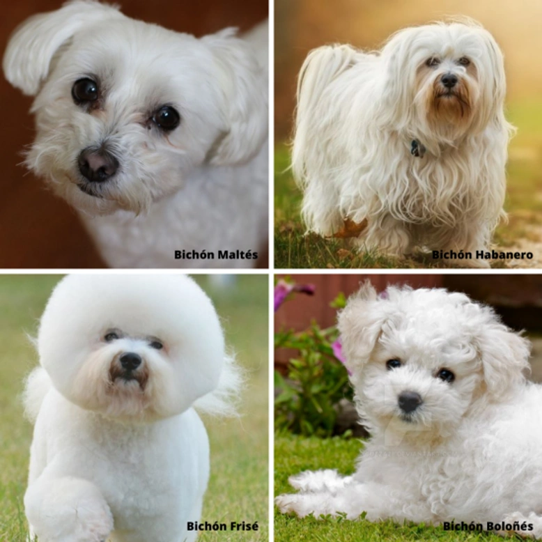 Las 10 mejores razas de perros para niños