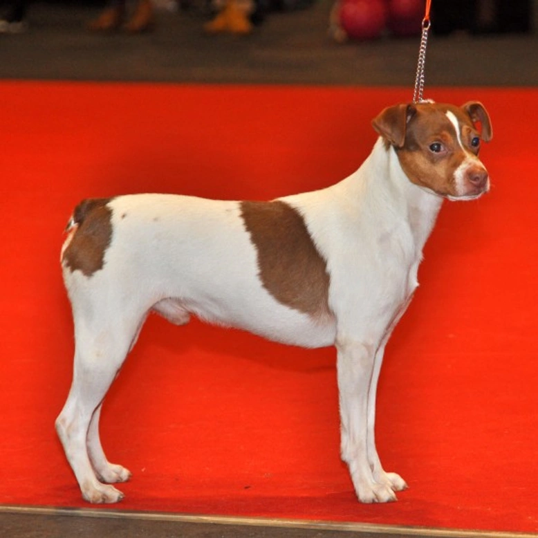 The Delightful and Tiny Japanese Terrier Breed Guide