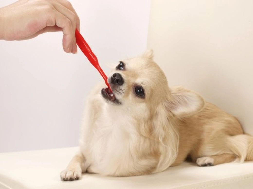 How to Tell If Your Dog Has Dental Problems: Key Signs