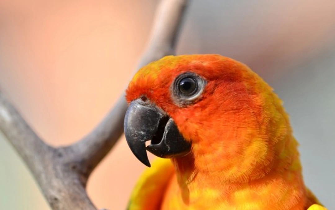 Sun Conure Care Guide: 2025 Essentials for Pet Owners