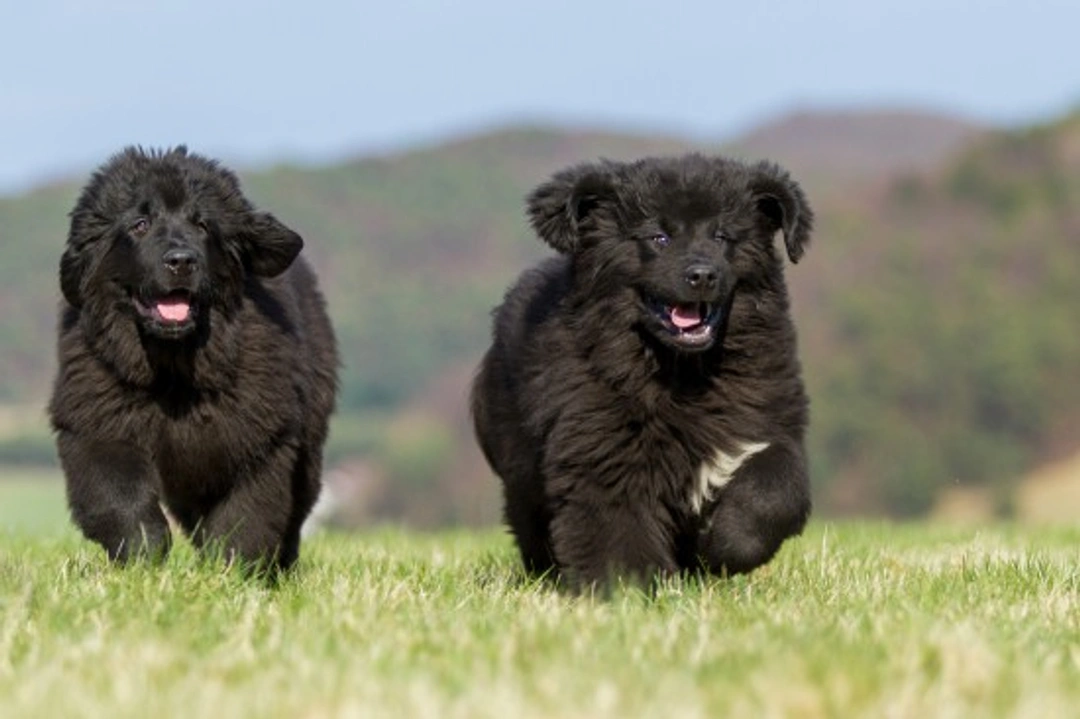 Newfoundland Dog Genetic Health & Testing Guide