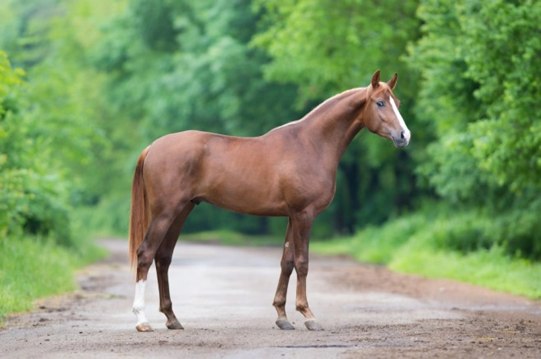 How to Assess the Conformation of a Horse: A Complete Guide