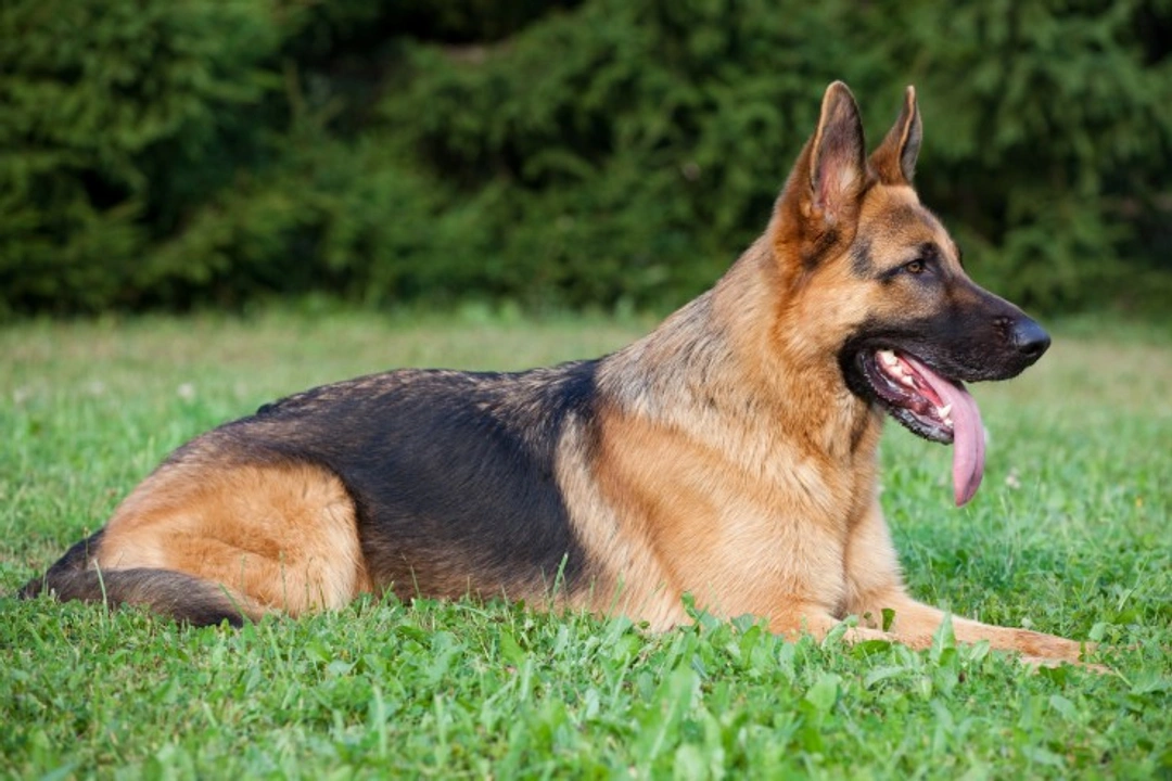 How German Shepherds Have Changed Over Time and Their Impact