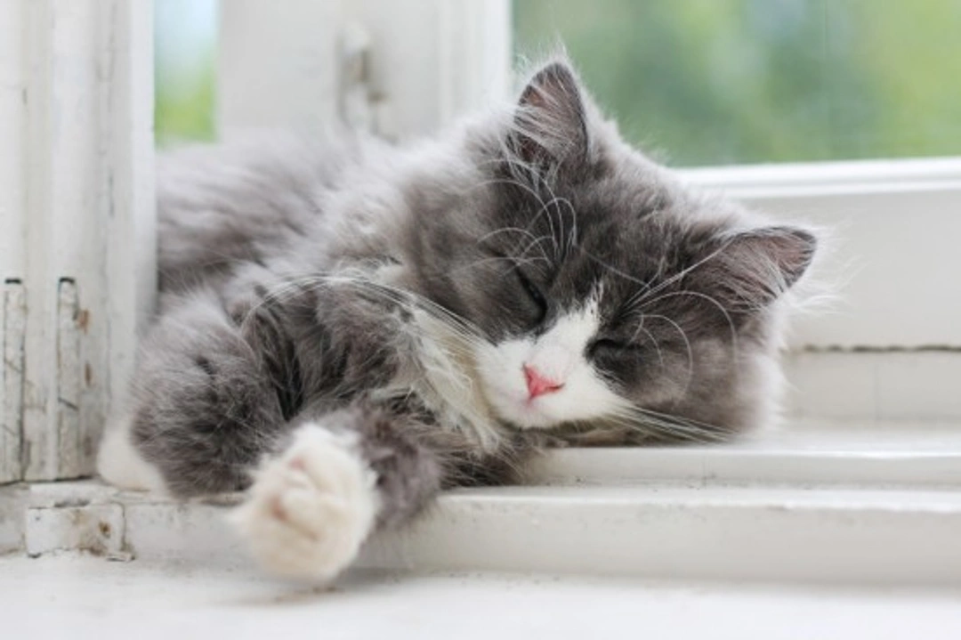 Complete Guide to Understanding Your Cat's Sleeping Habits