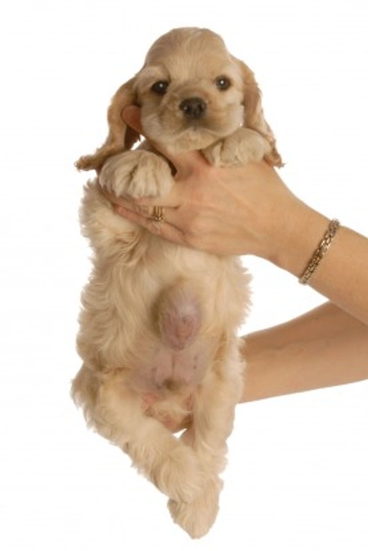 5 Common Types of Hernia in Dogs: Symptoms and Care Guide