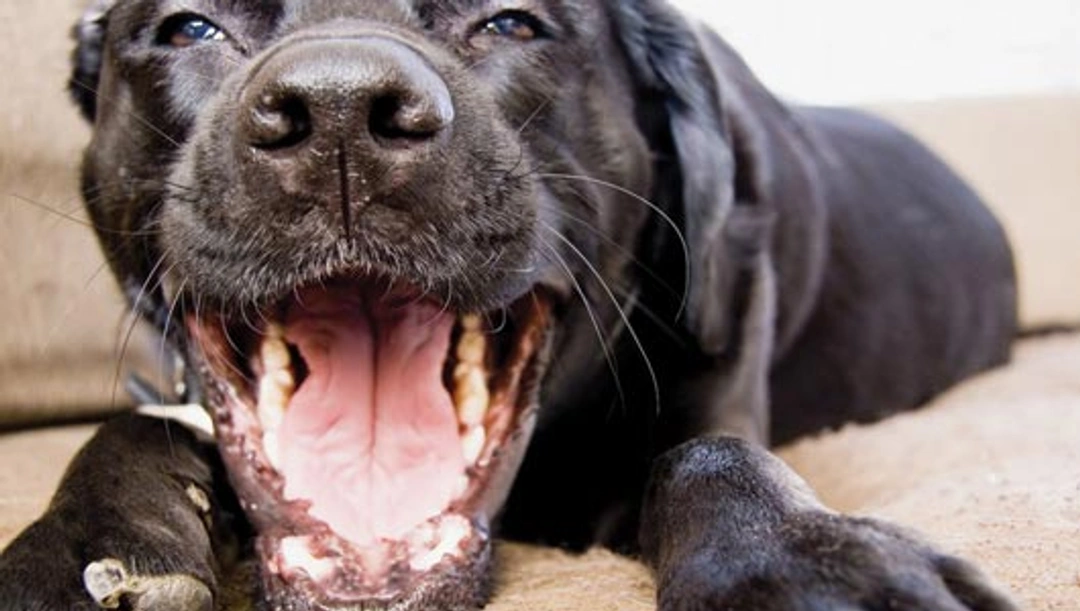 Slechte adem bij honden behandelen