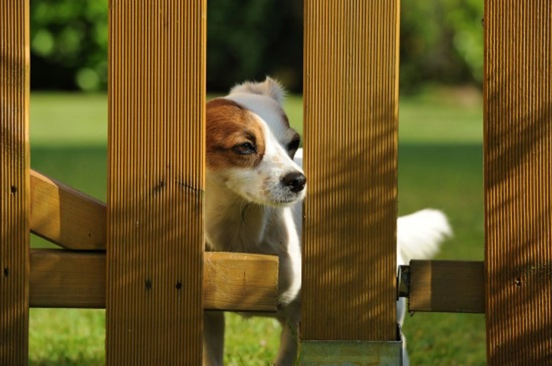 How to Manage a Roaming Dog: Key Tips for Safety